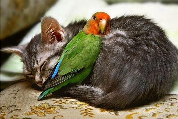 Maca i papagaj